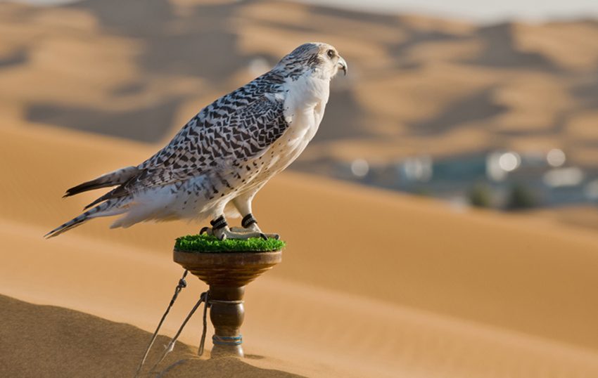  Fazza Championship for Falconry ‘Telwah’ to soar high on 28th December