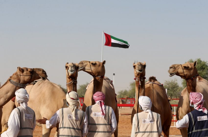  Madinet Zayed Camel Beauty Pageant of Al Dhafra Festival to kick off December 14