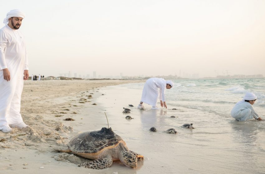  Environment Agency – Abu Dhabi releases batch of rescued and rehabilitated sea turtles