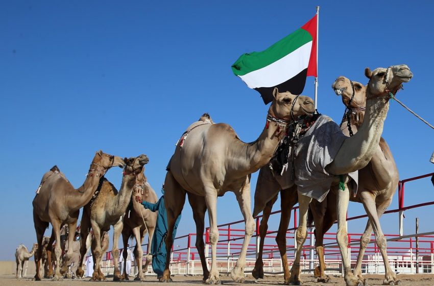  Under UAE President’s patronage, Al Dhafra Festival kicks off October 21