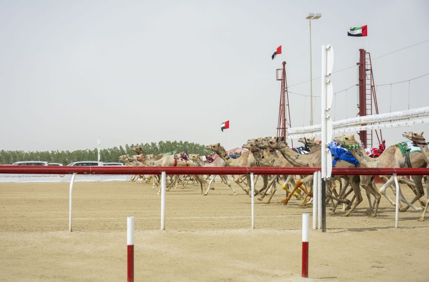  Mansour bin Zayed attends fifth day of Annual Festival for Purebred Arabian Camel Racing